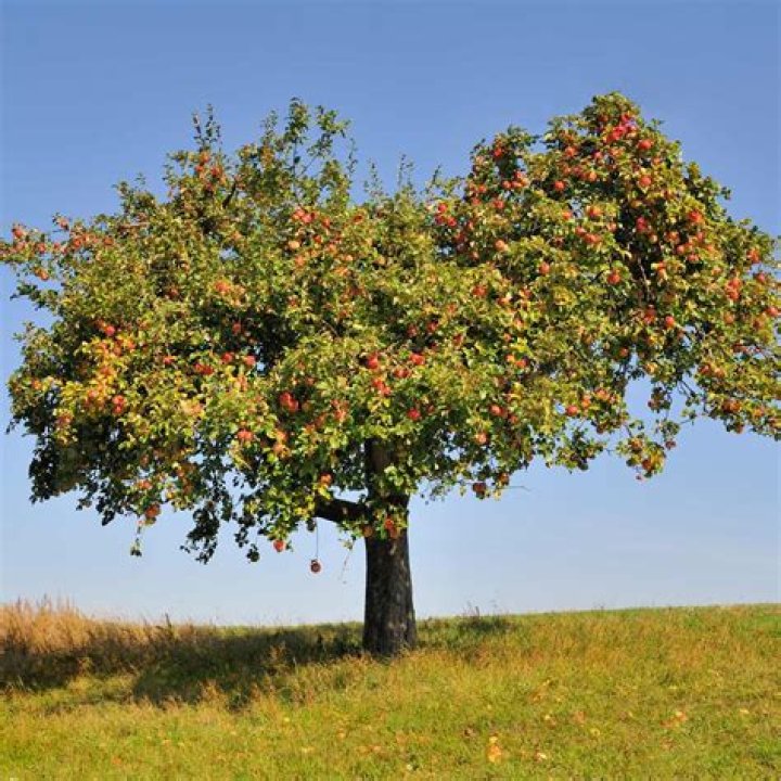 apple tree