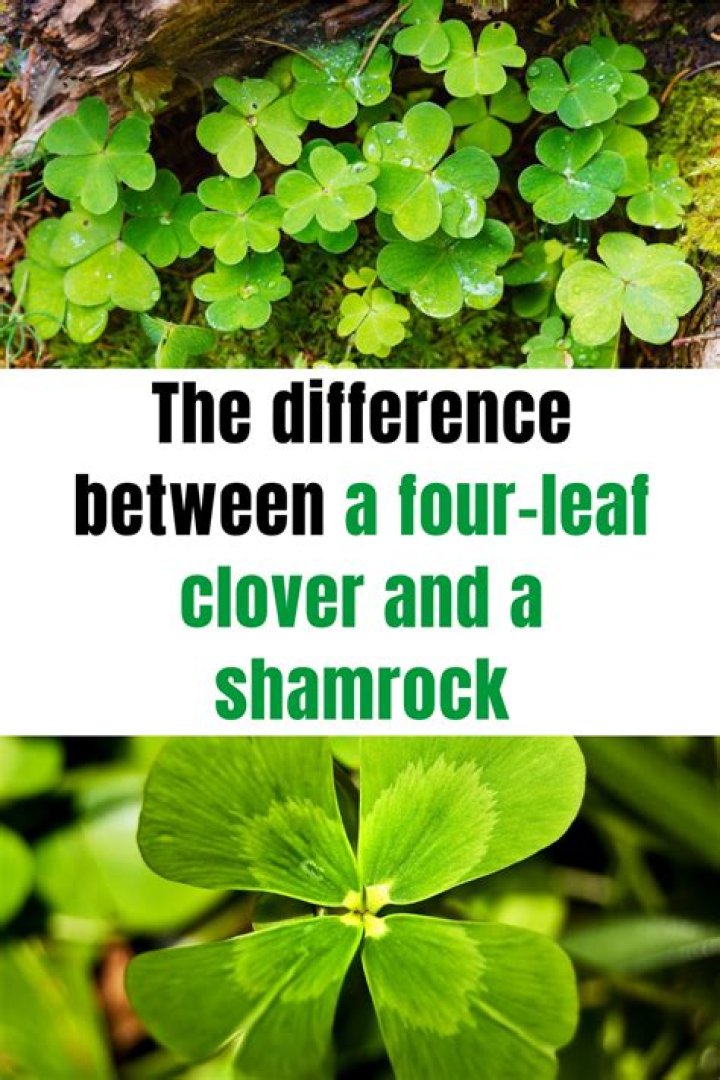 Differences between the Clover Trail+ SKUs