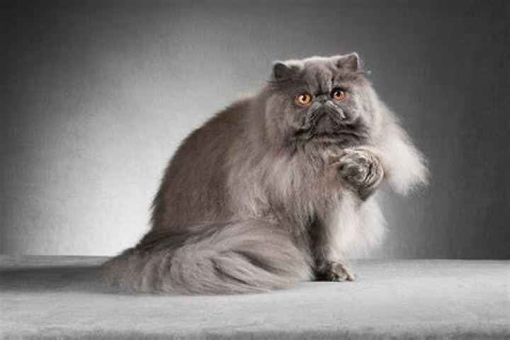 Persian