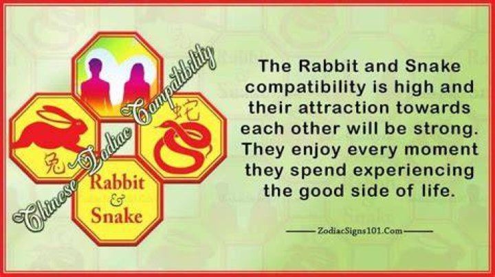 Rabbit Snake Compatibility. The rabbit snake relationship has potential, but will require dedication from both parties.