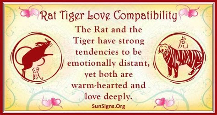 Rat And Tiger Compatibility: Exciting Love