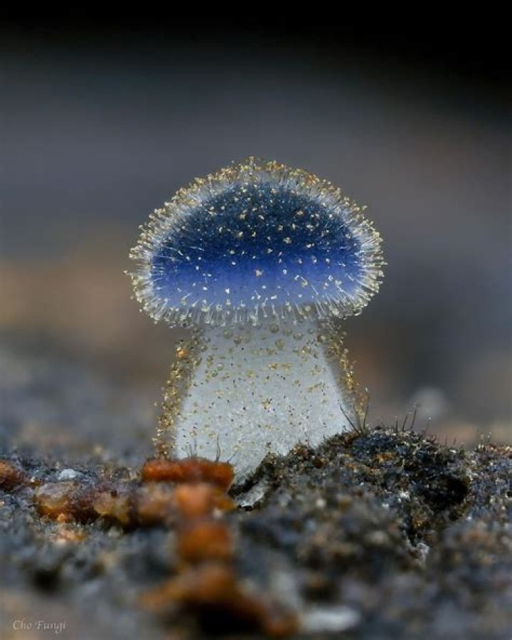 Tiny Mushroom